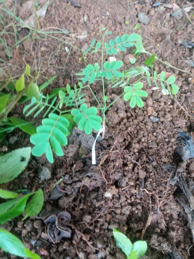 seedling
