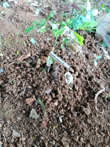 seedling