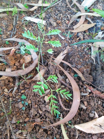 seedling