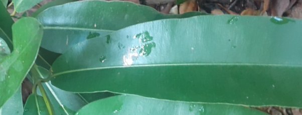 seedling