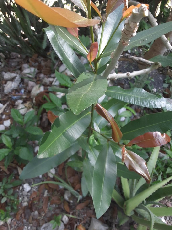 seedling