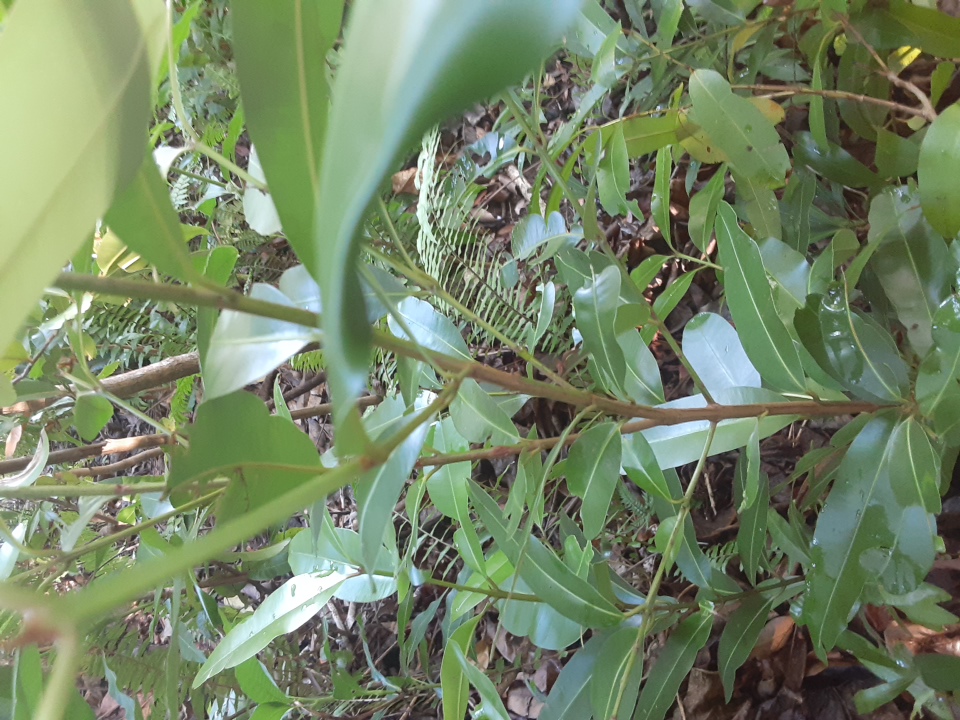 seedling
