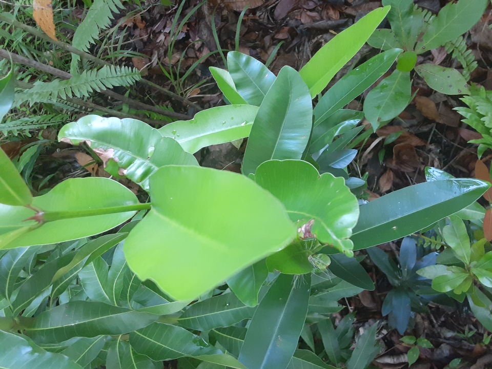 seedling