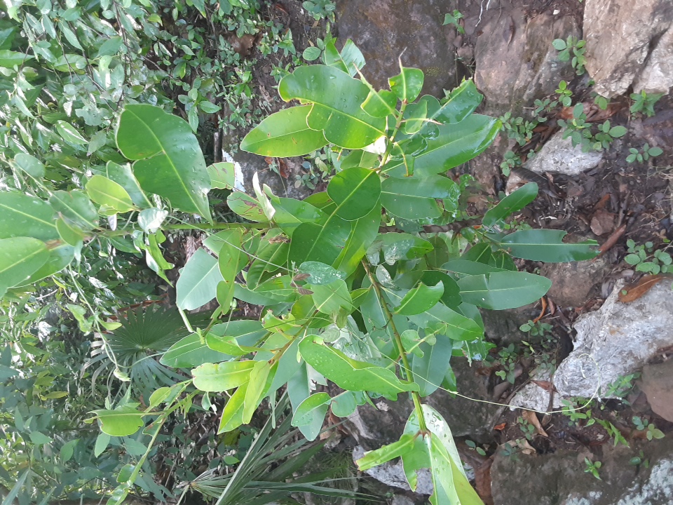 seedling
