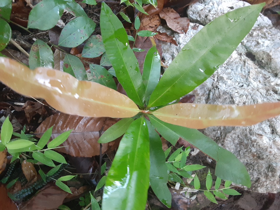 seedling