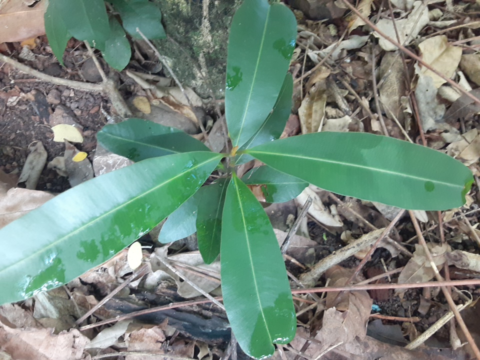 seedling