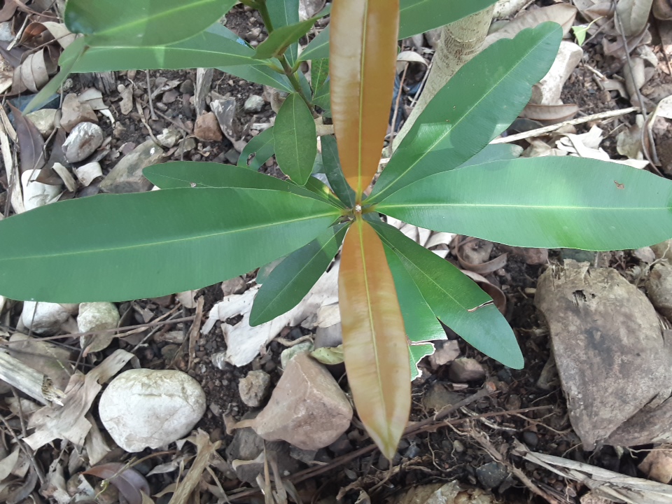 seedling
