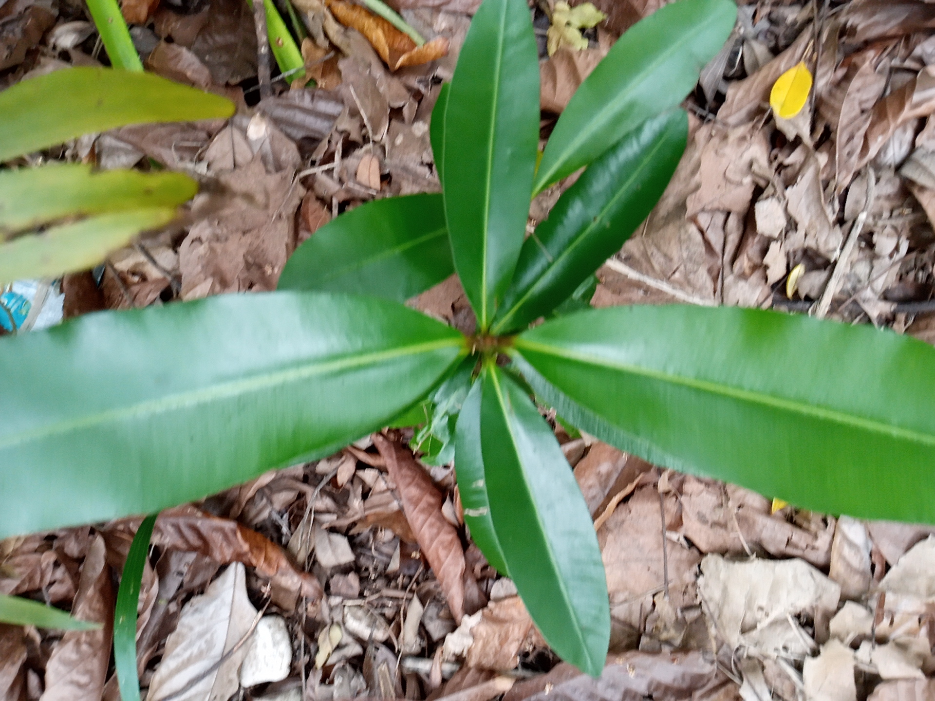 seedling