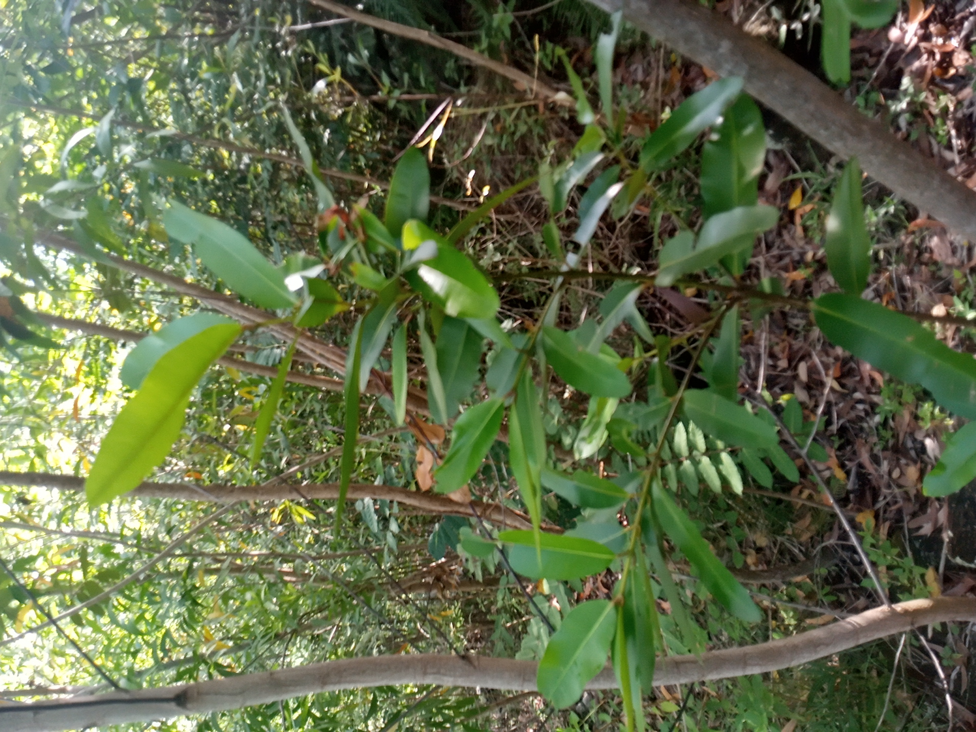 seedling