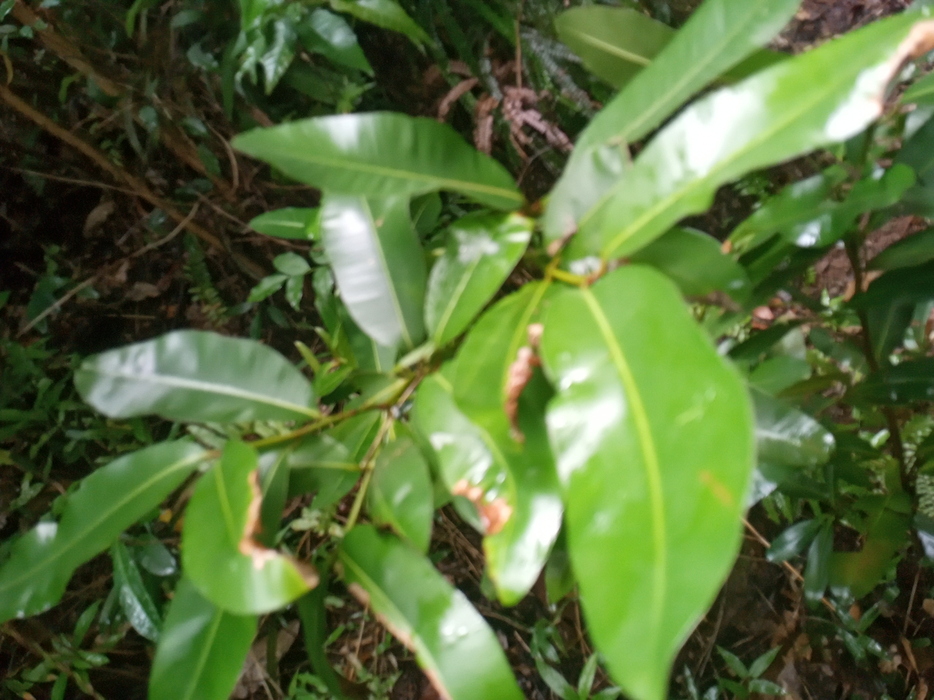 seedling