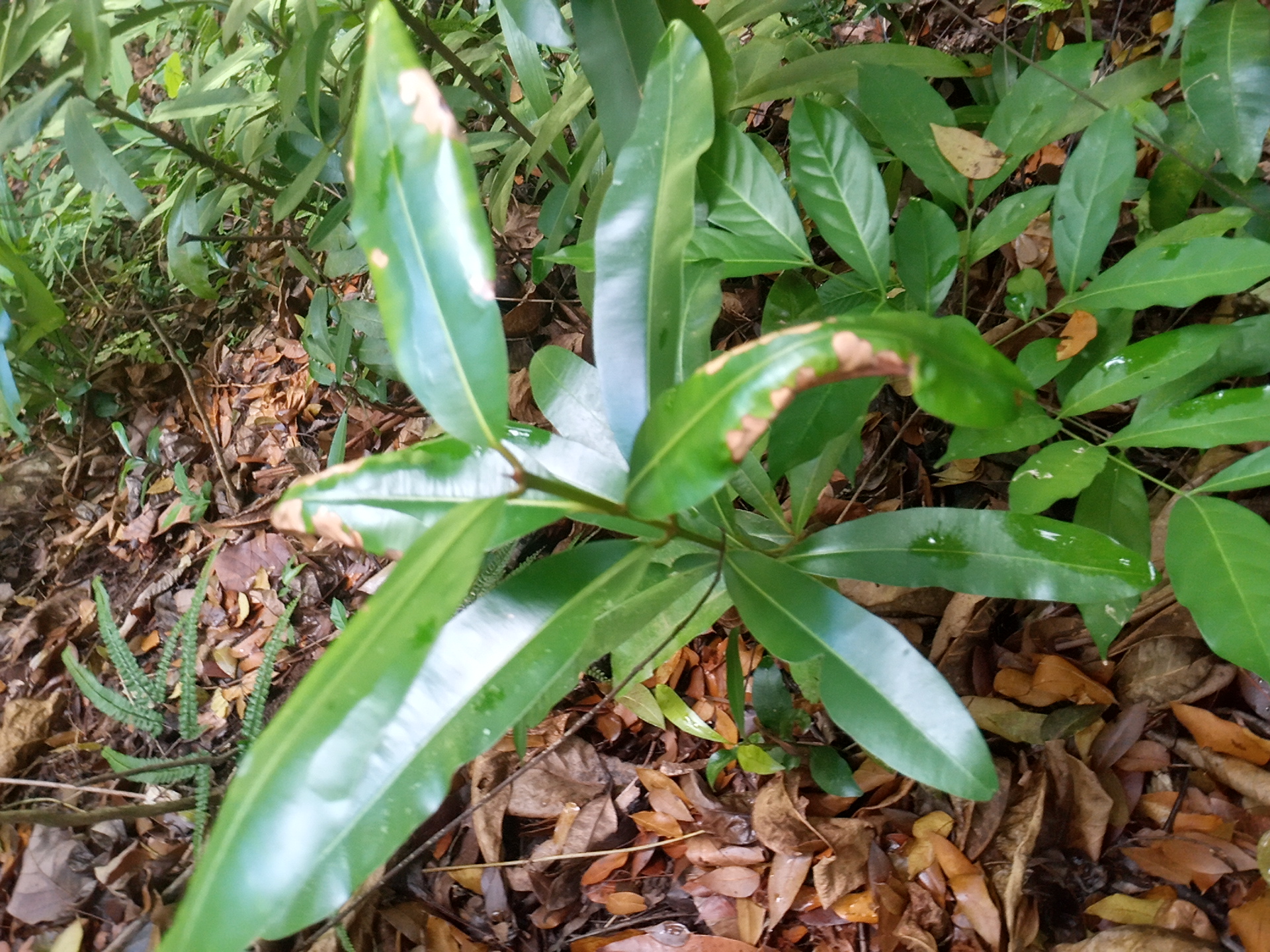 seedling