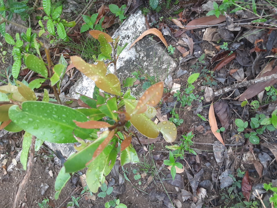 seedling