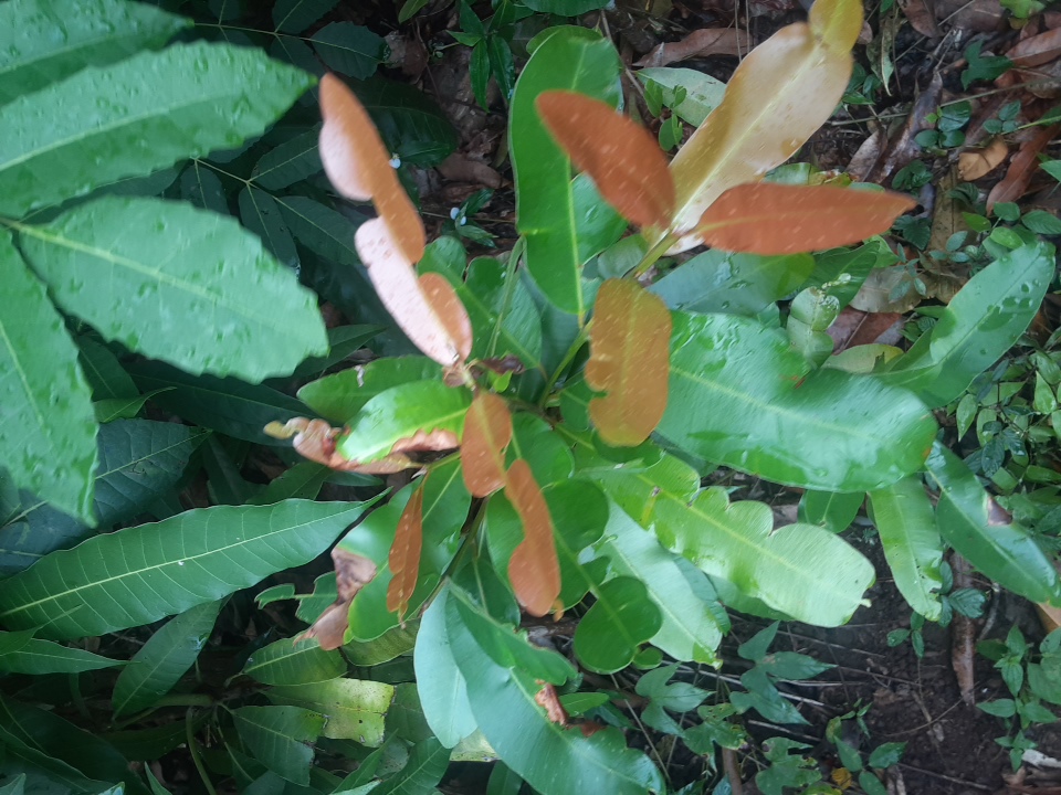 seedling
