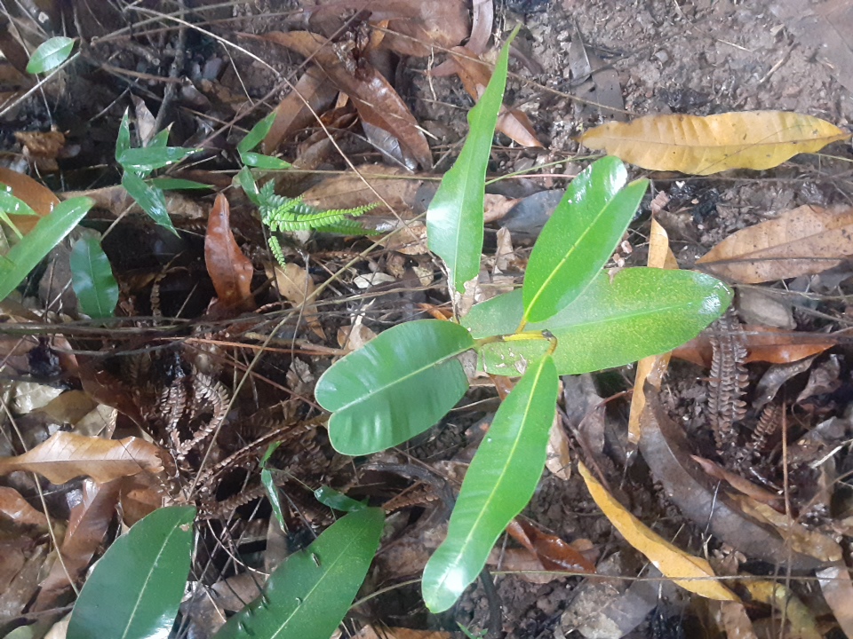 seedling