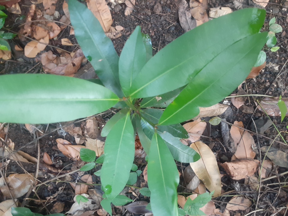 seedling