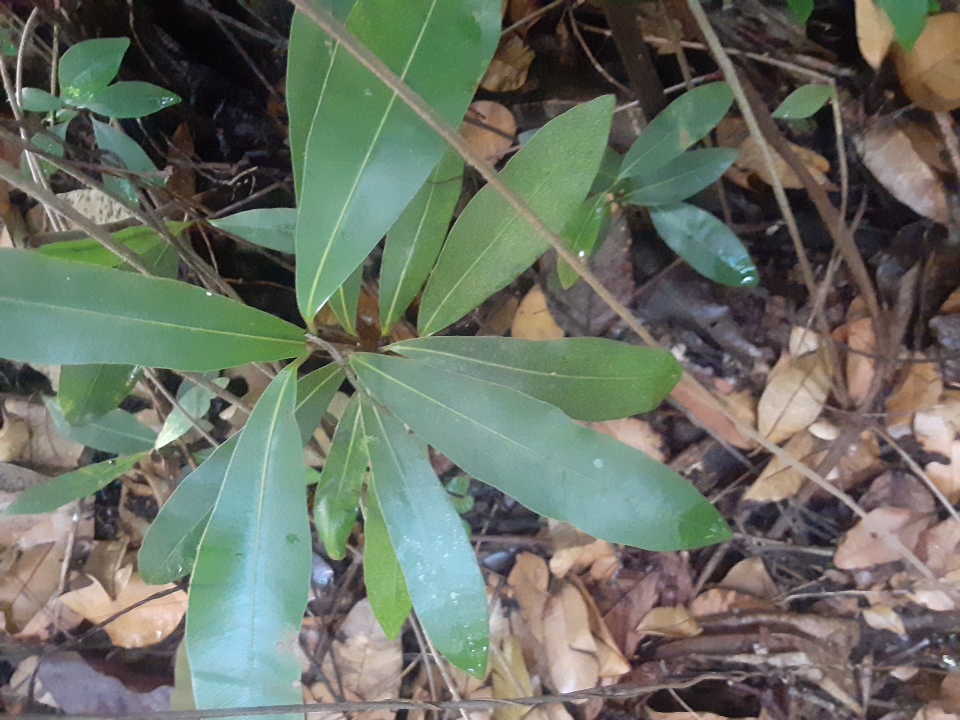 seedling