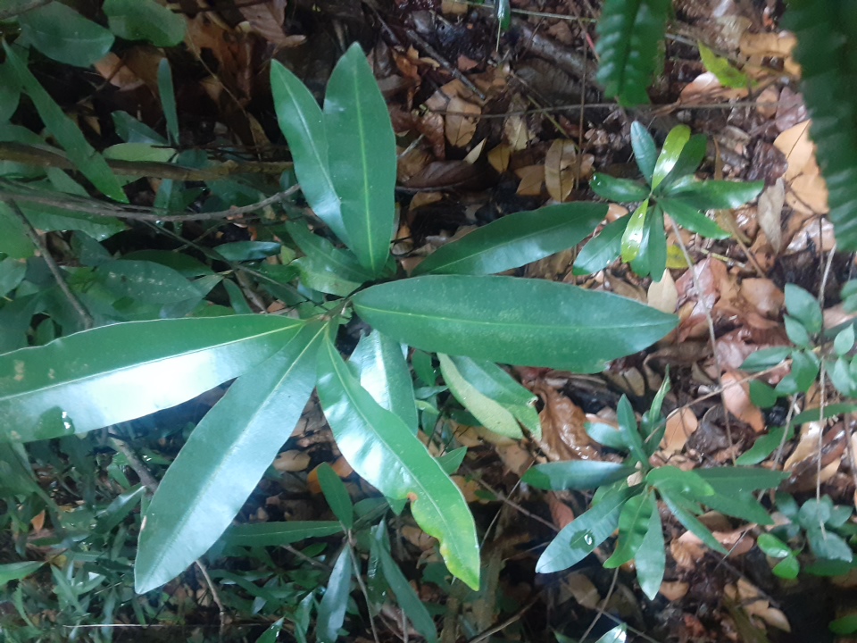 seedling