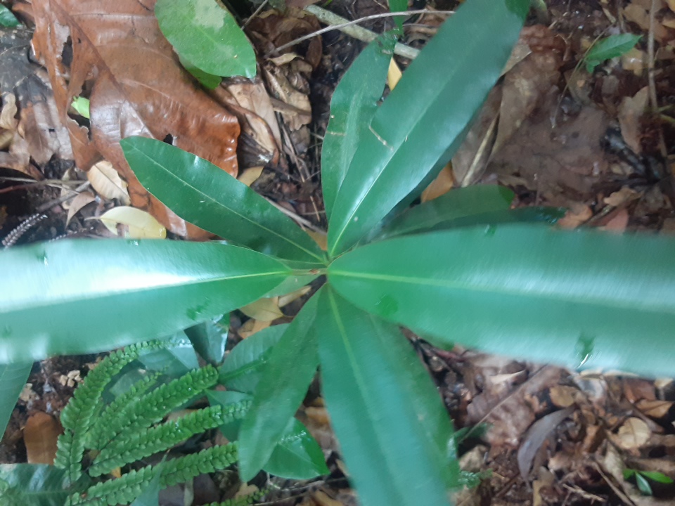 seedling