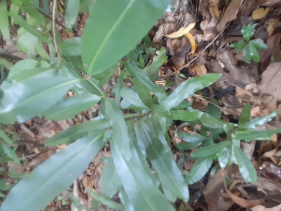 seedling