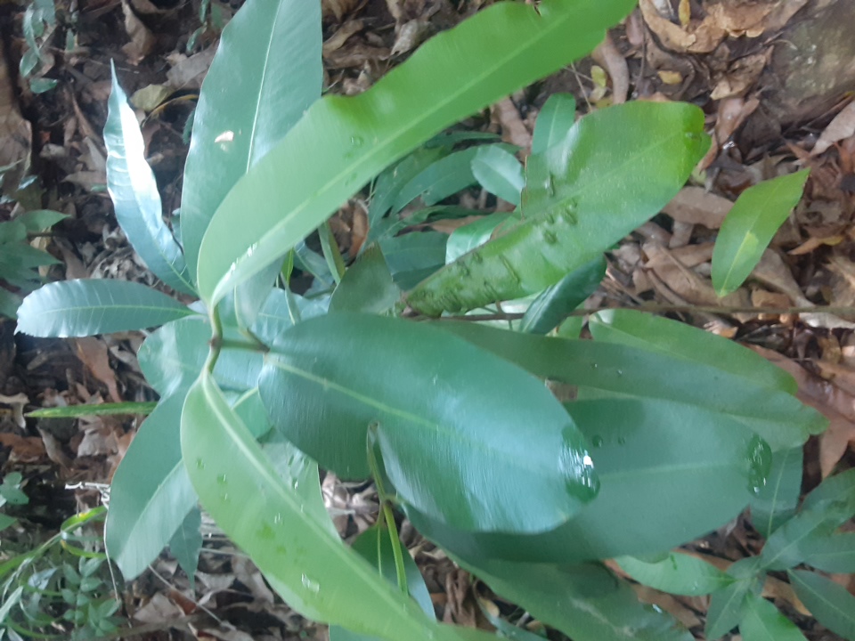 seedling