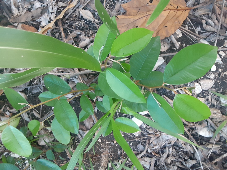 seedling