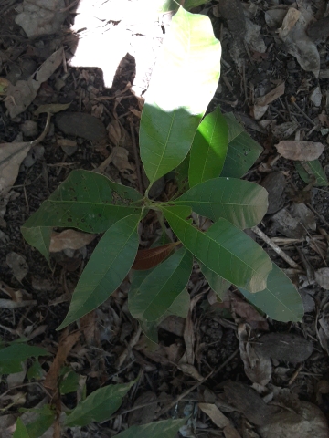 seedling