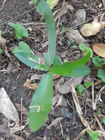 seedling