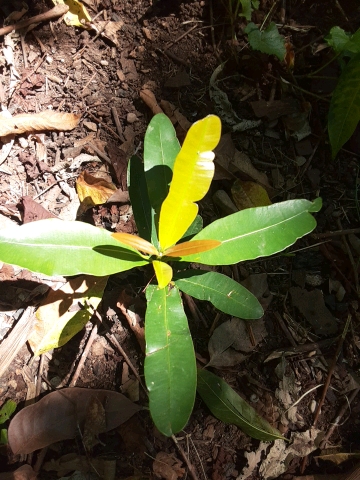 seedling