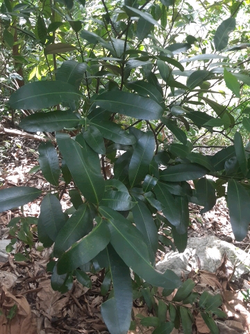 seedling