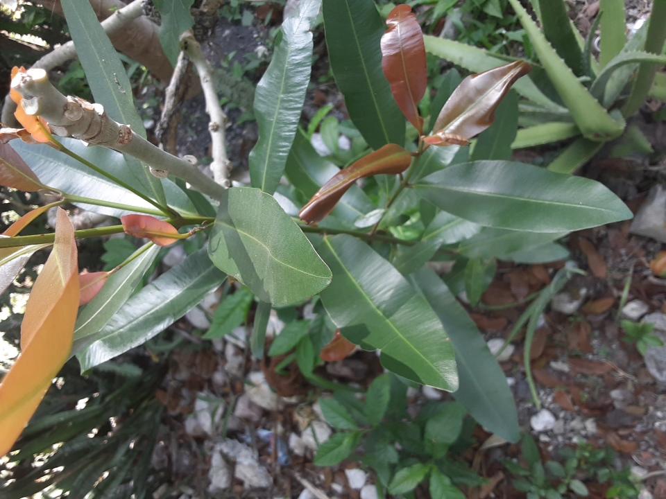 seedling