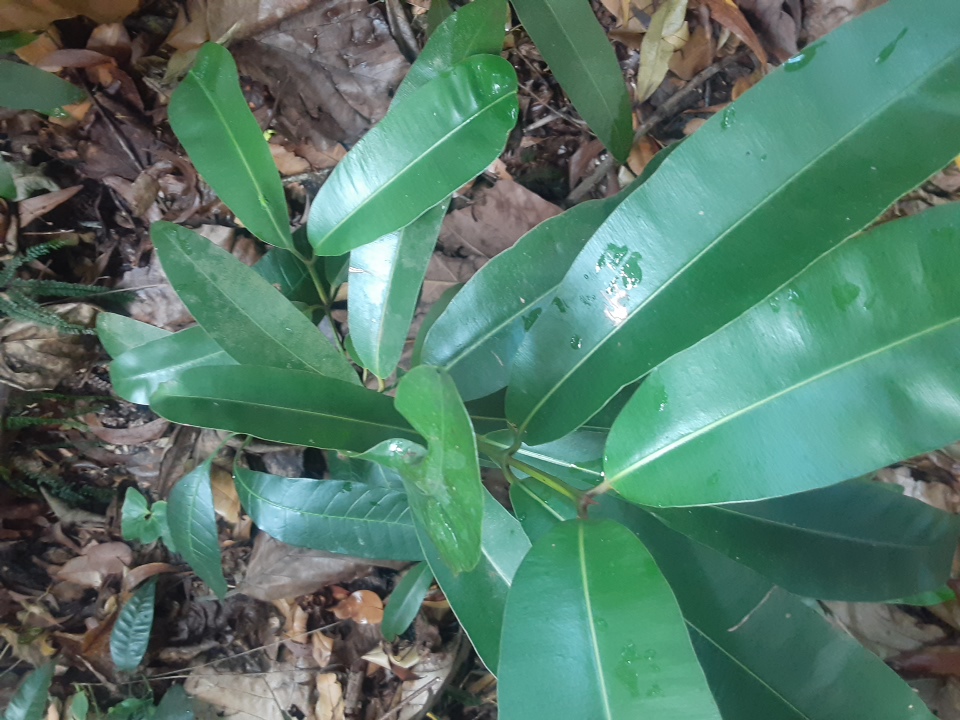 seedling