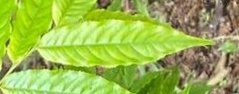 seedling