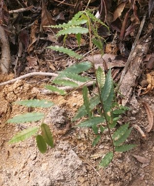 seedling