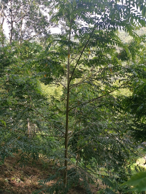 seedling