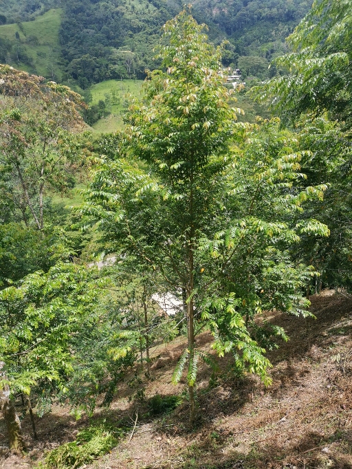 seedling