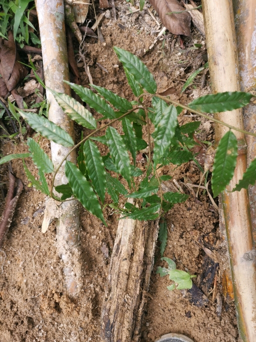 seedling