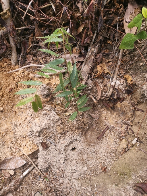 seedling