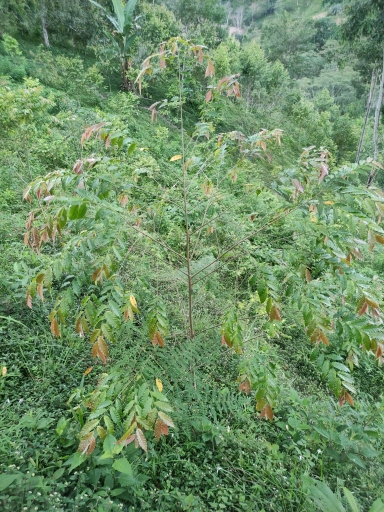 seedling