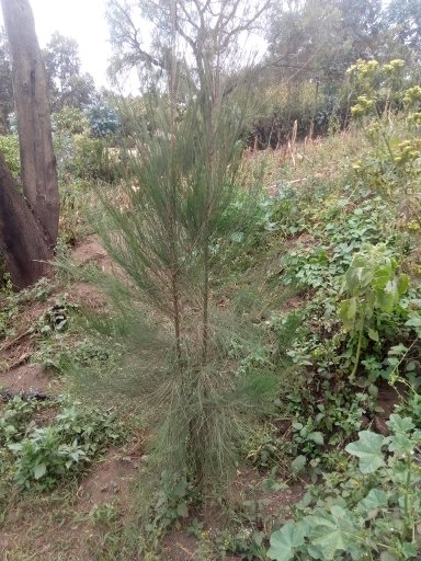 seedling