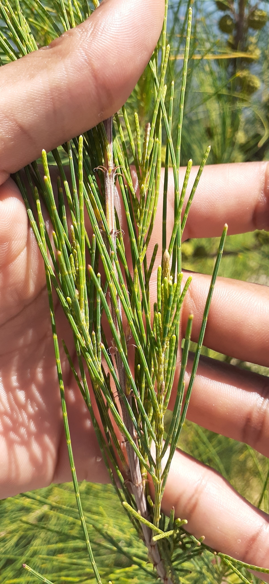 seedling