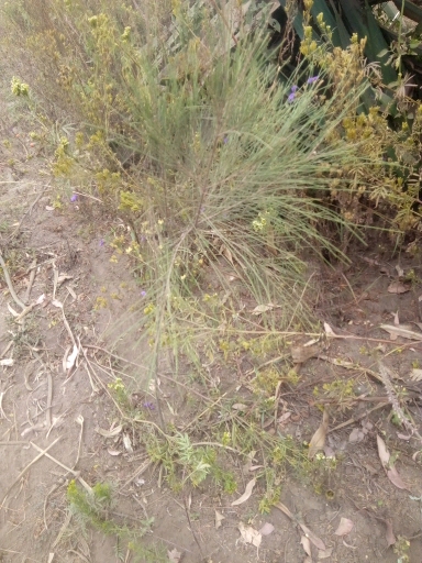 seedling