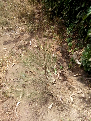 seedling