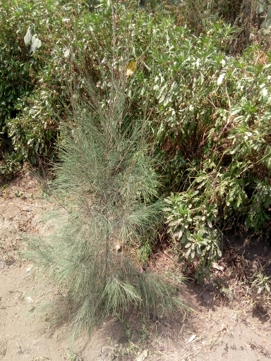 seedling
