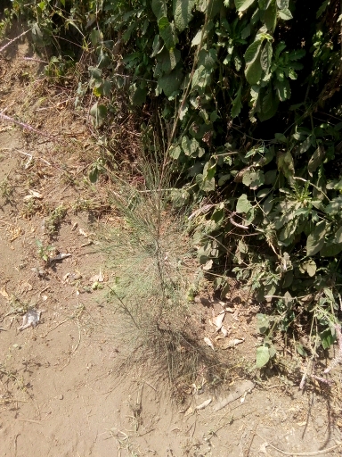 seedling