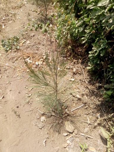 seedling
