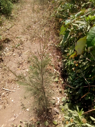 seedling