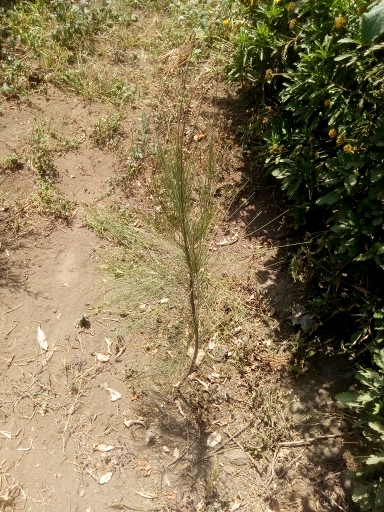 seedling