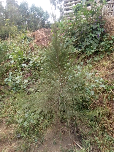 seedling