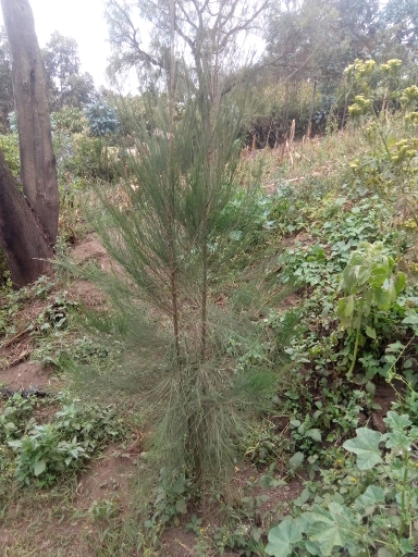 seedling