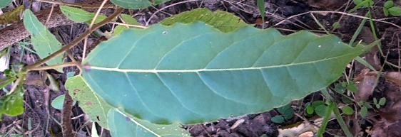 seedling